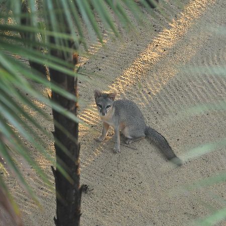 فندق Monkey River Townفي  Sabal Beach المظهر الخارجي الصورة